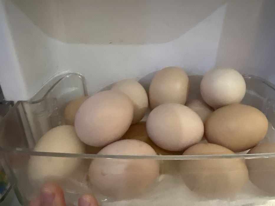 Домашние яица Зачаганск