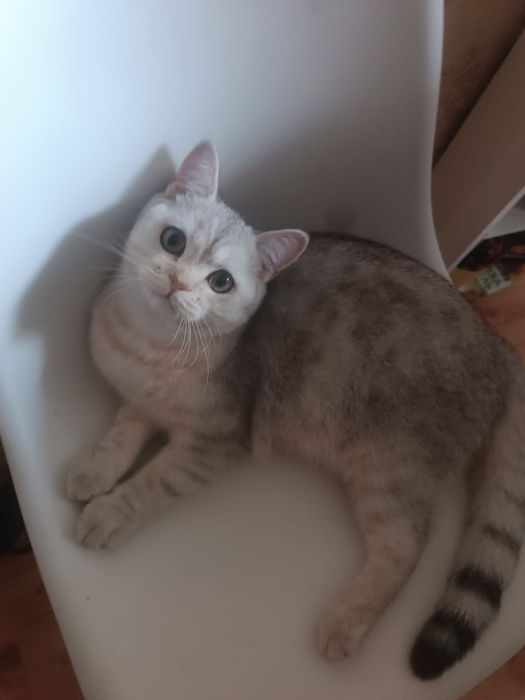 Продам кота