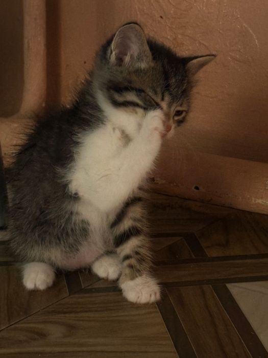 Отдам котенка в добрые руки )мальчик)