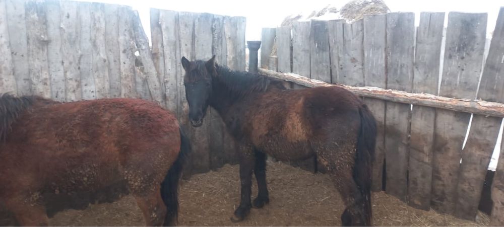 Продам кунан откорм