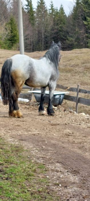 Vând manza de 3 ani