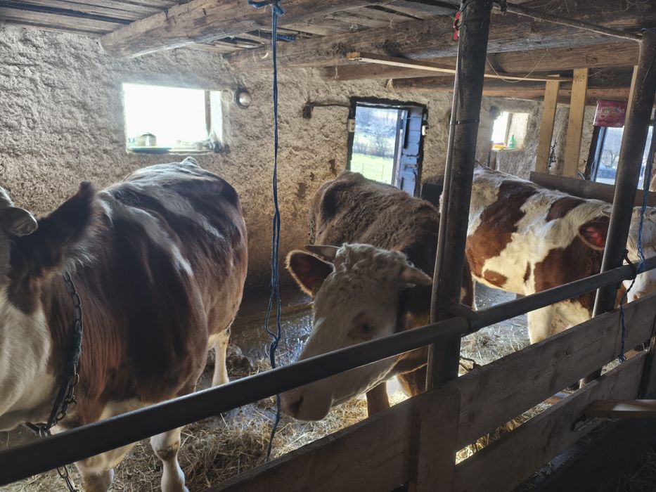 Vand vaci 2 juninci si una la a 2-a fătare