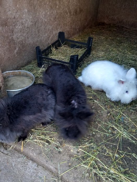 Vând iepurași frumoși.