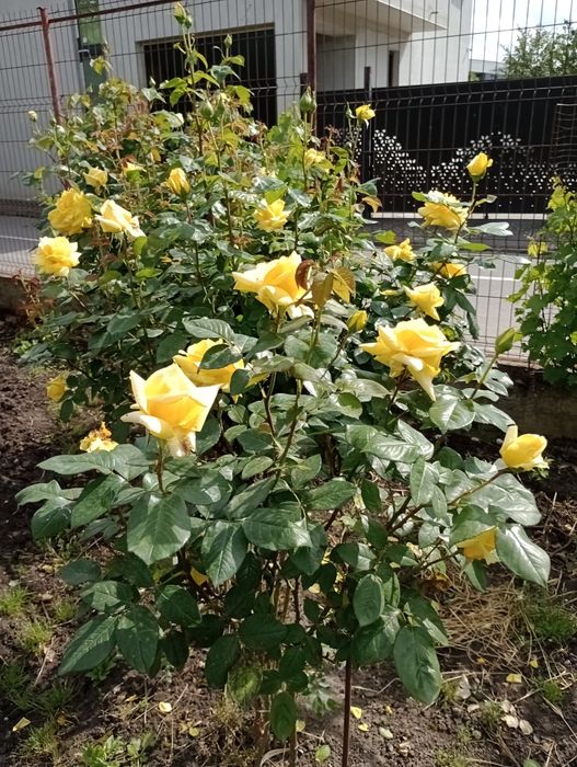 Trandafiri pomișori,17 culori,înălțimea 1.20-1.40m.