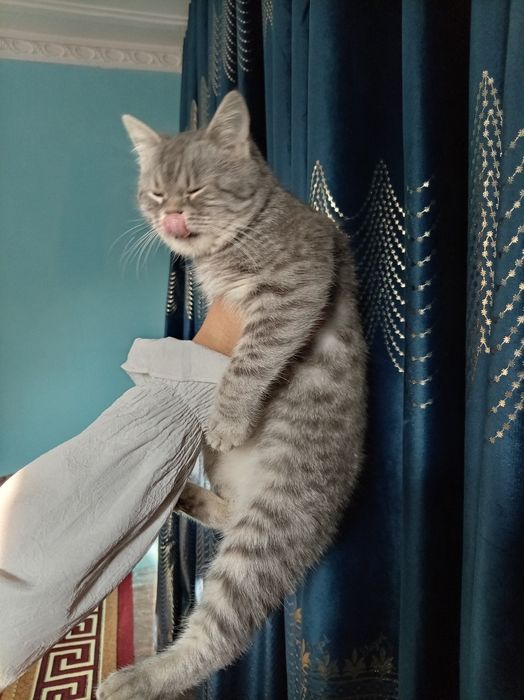 Mushuk sotiladi 7oylik