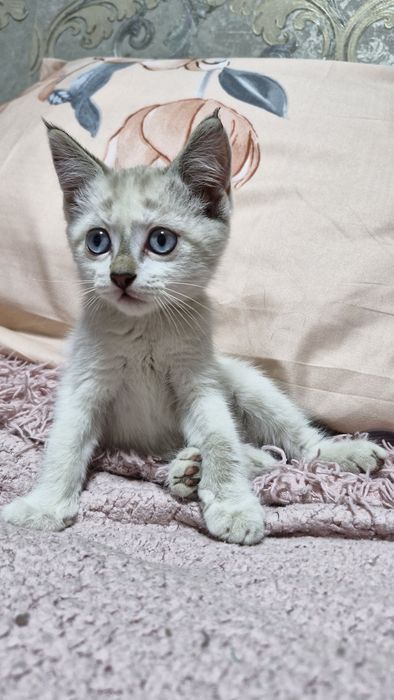 Котенок , 2 месяца , мальчик .голубоглазый