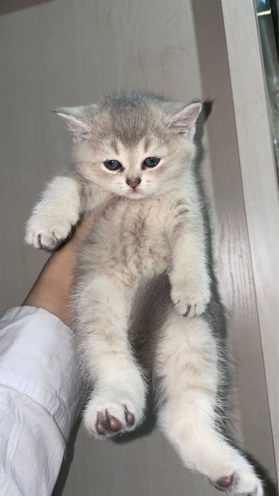 sotiladi, британская короткошерстная кошка с окрасом голубое золота