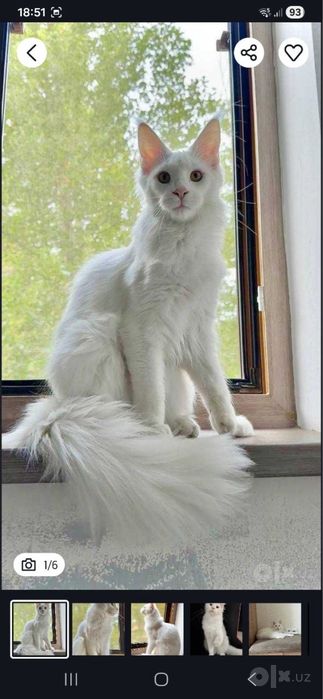 Чистокровный белоснежный Мейн-кун с документами! (Maine Coon)