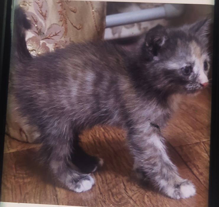 Котёнок, бесплатно
