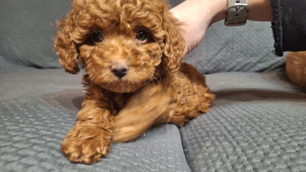 пуделчета играчка/момче и момиче/toy