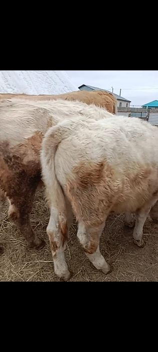 Аулеколь сатам соғым