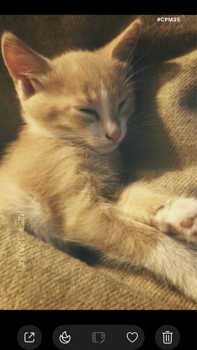 1 айлык мысыктар