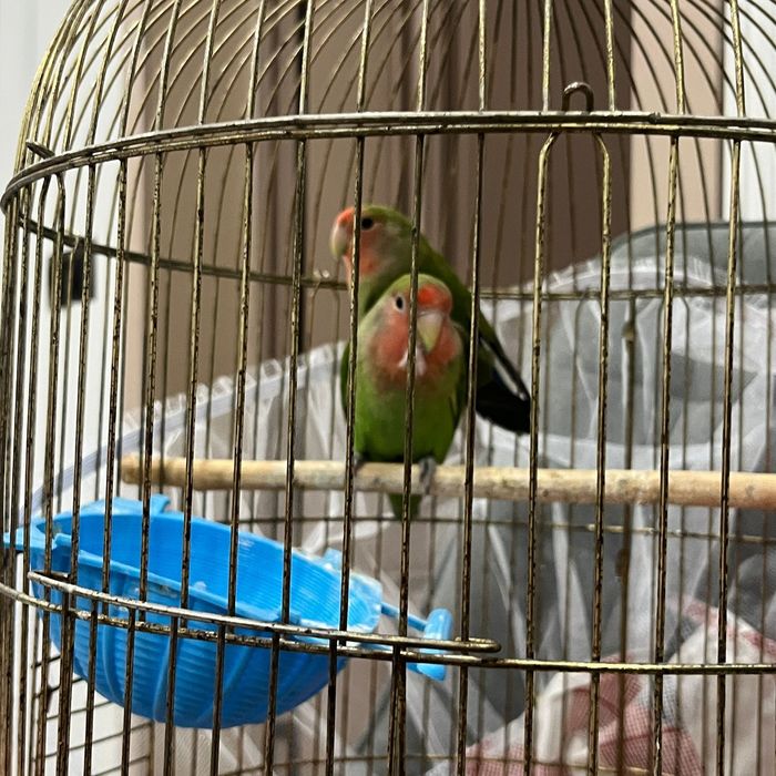 Неразлучник попугай пара