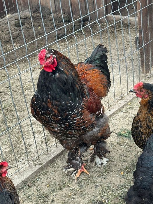 Cocoș Brahma Porțelan