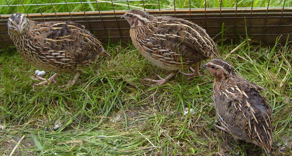 Bedana sotiladi uy parrandasi