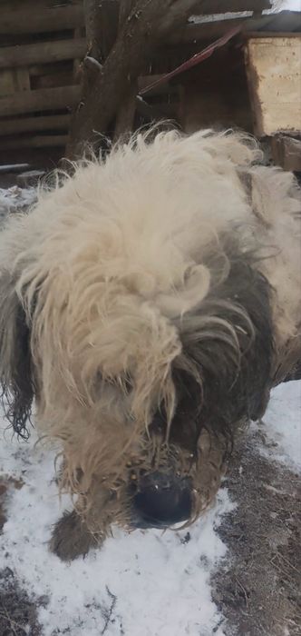 Donez caine ciobanesc