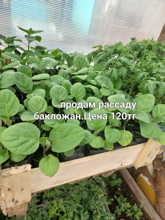 Продам рассаду...