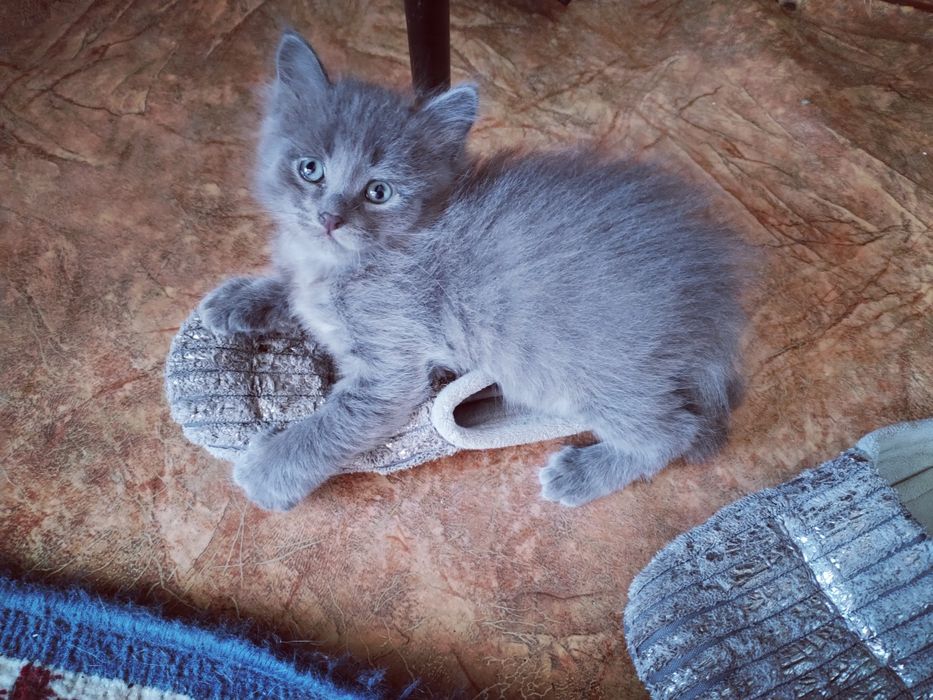 Чудный, красивый котёнок .