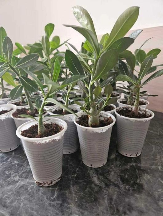 Adenium Trandafirul Desertului