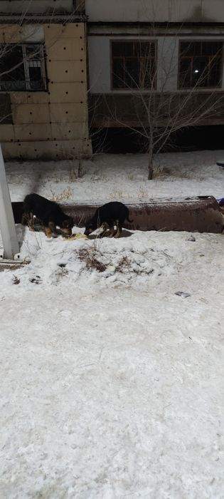 Щенки ищут семью