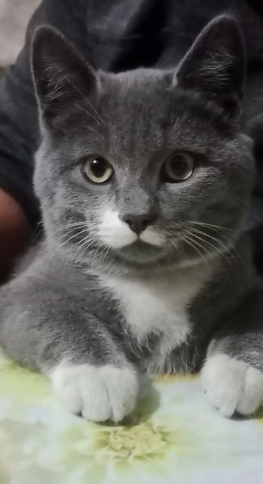 Отдам котенка в хорошие руки!