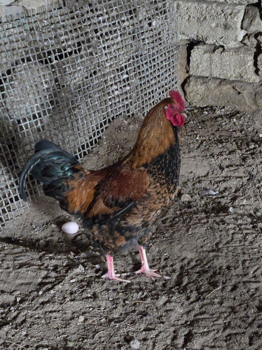 Жас кучин атештер бар сатылатын  багасы 4000