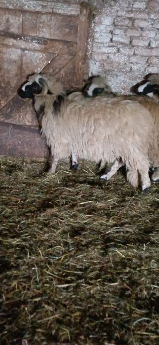 Vând berbec mior si un noatin