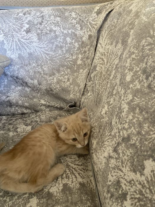 Отдам даром котёнку 2 месяц