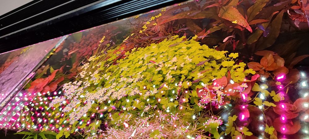 Аквариумные растения