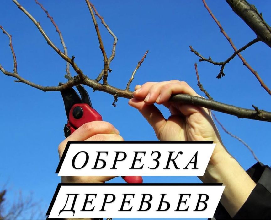 Обрезка и спил деревьев | Безопасно и аккуратно