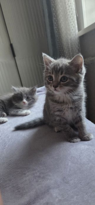 Отдам двух котят (девочки)