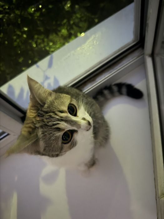 Отдам котенка в хорошие руки