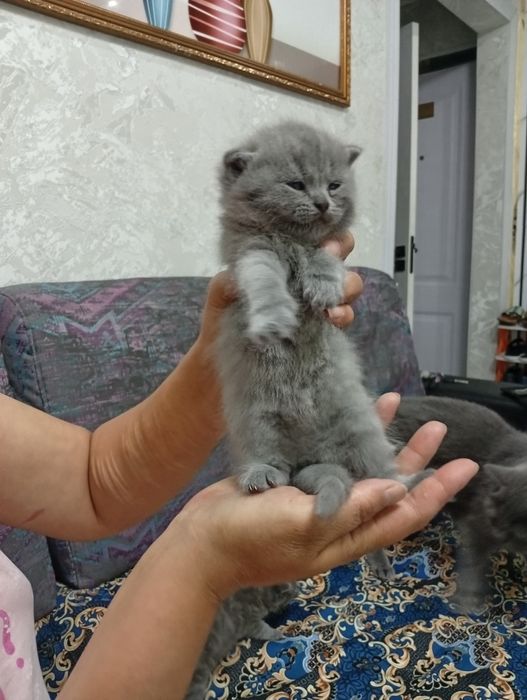 Катята готовы к переезду в новые добрые ручки