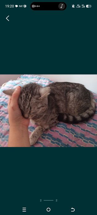 Отдам кошку в добрые руки