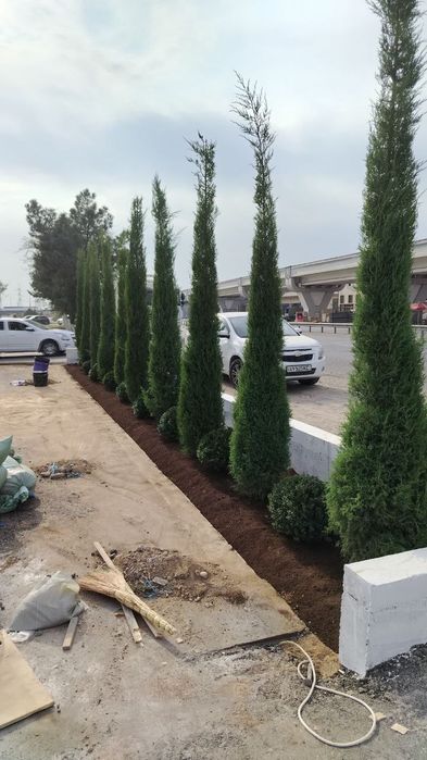 Archa kuchatlar optim