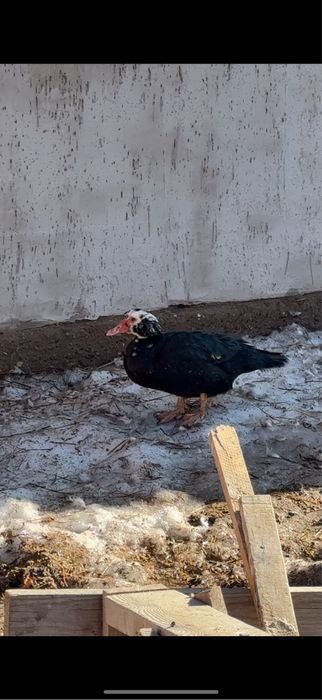 Индоутки. Семейство