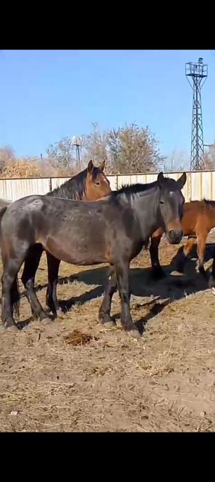 Кысыр бие сатылады малданганга жаксы казаки бие юность конечный да тур