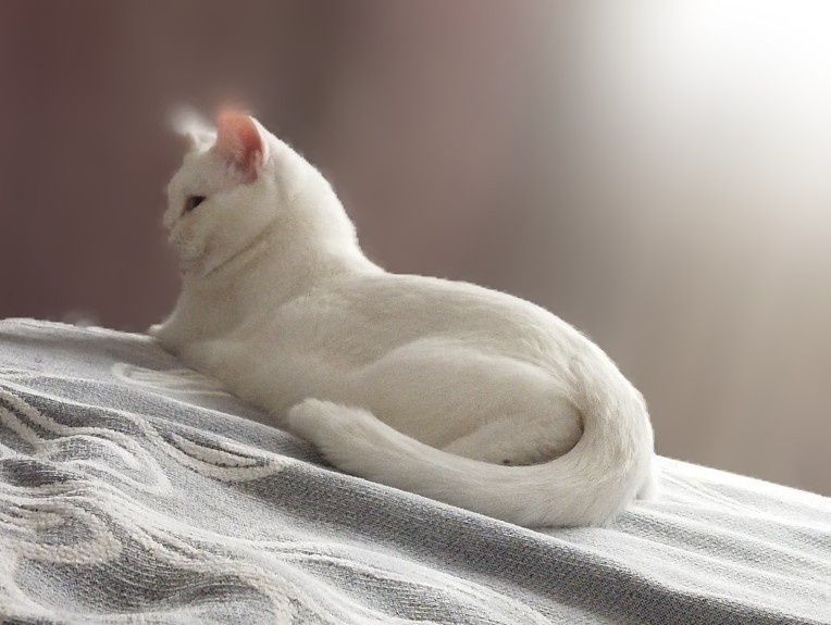 отдам в добрые руки