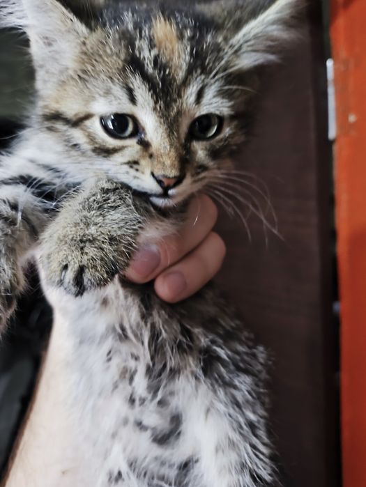 Отдам котят в добрые руки