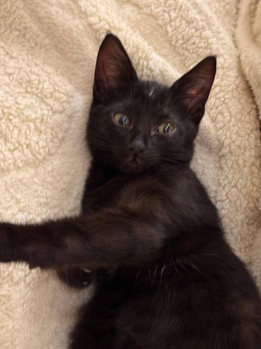 Котенок (4 месяца) СРОЧНО