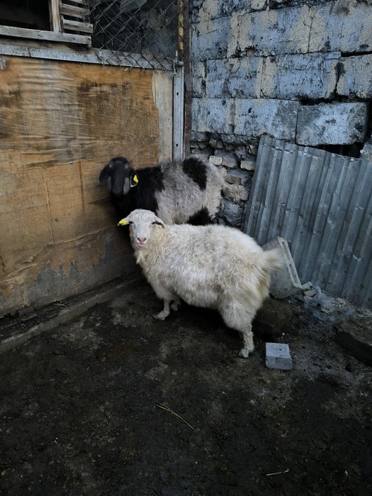 Семыз Ешкылер сатылад.