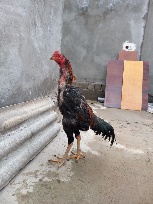 Dakan xoroz sotiladi