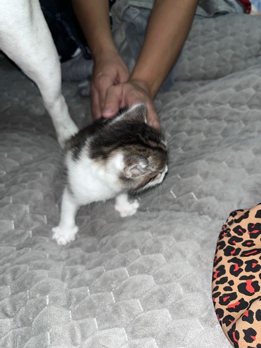 Котята мальчики отдам добрые руки