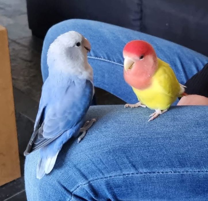 Papagali agapornis puiuti amorezi