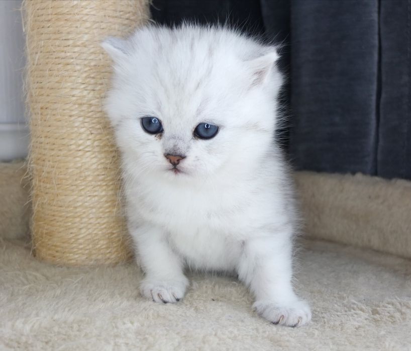 Британско коте сребърна чинчила