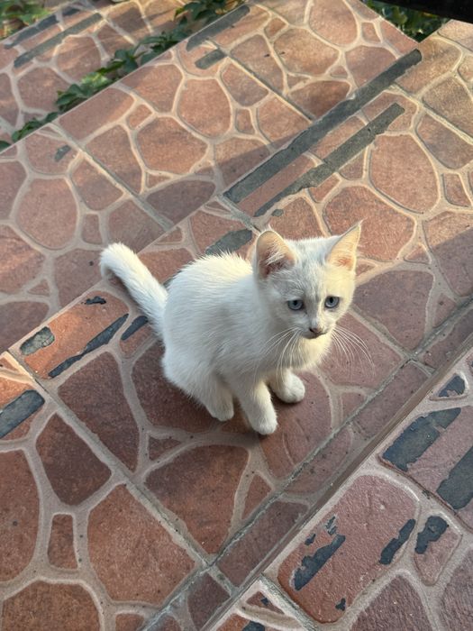 Котенок очень красивый голубо-глазый
