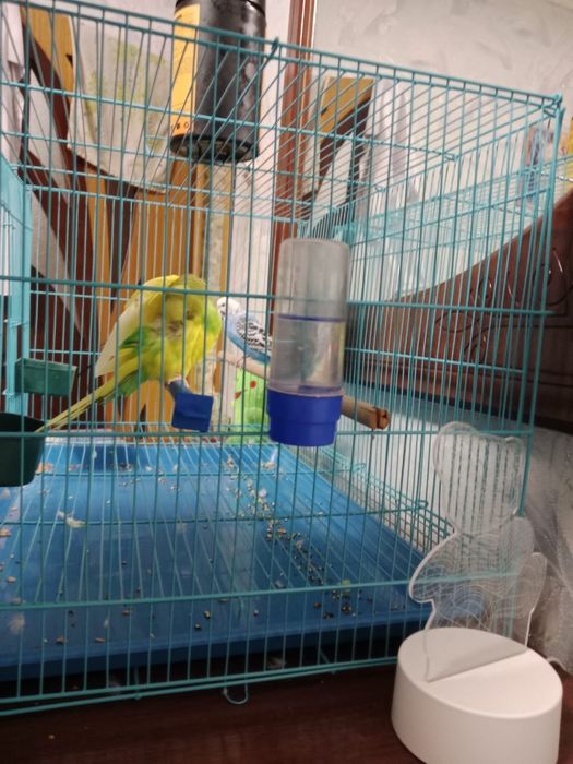 Продам попугаев с клеткой