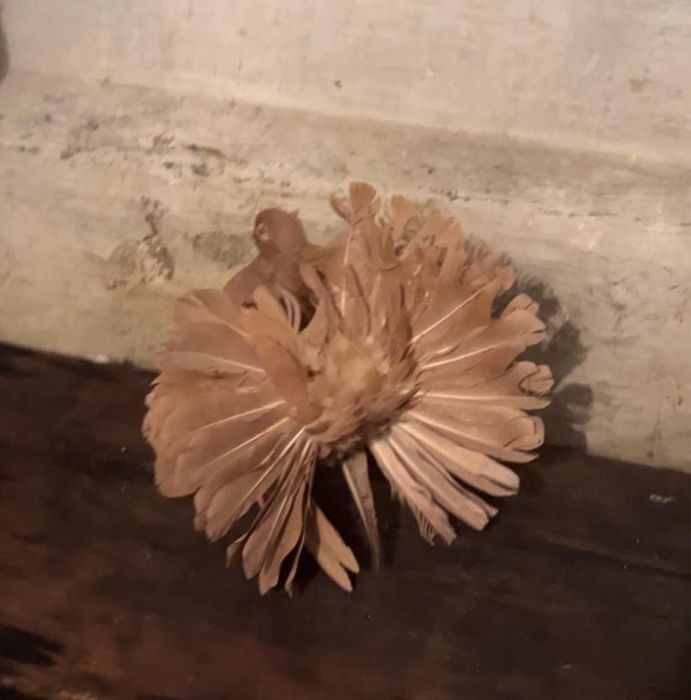 Продам голубей павлинов