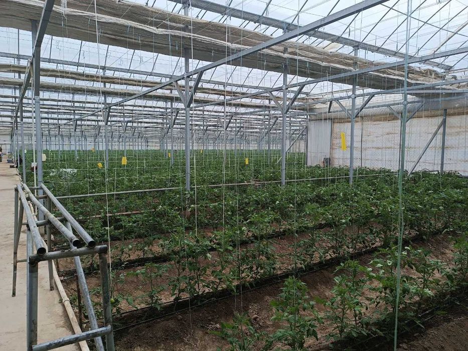 Zamonaviy tipdagi issiqxona