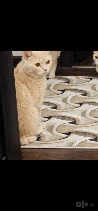 British shorthair
